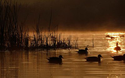 wetlands