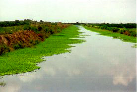 eutrophication