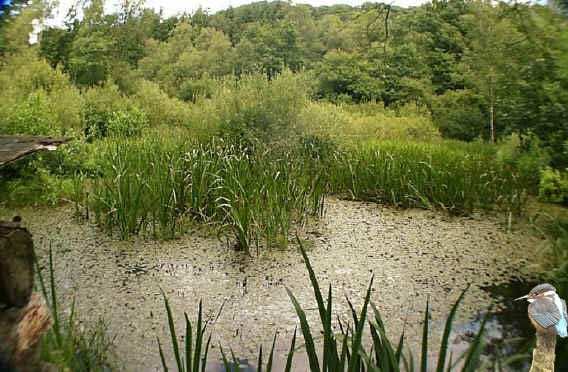 wetland