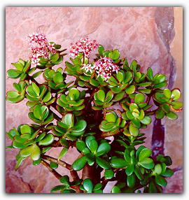jade