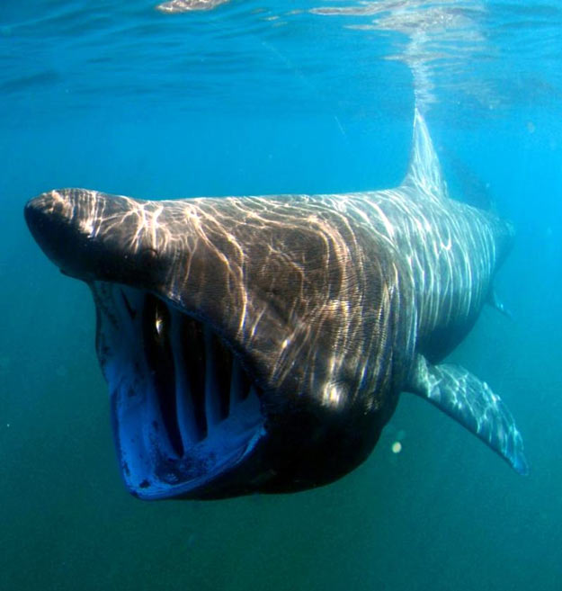 Basking-shark