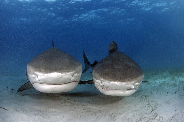 Two tiger sharks seen coming up close to be fed by diver Vincent Canabal at Tiger Beach, Bahamas. (Photo by Vincent Canabal/Barcroft Media)