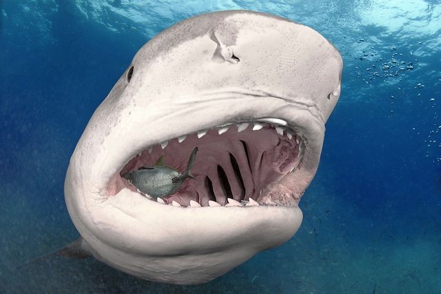 Deadly Tiger Shark bares his teeth. (Photo by Vincent Canabal/Barcroft Media)