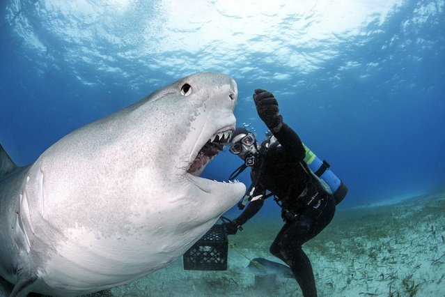 Close up of a tiger shark eating a fish fed to him by diver Vincent Canabal at Tiger Beach, Bahamas. (Photo by Vincent Canabal/Barcroft Media)