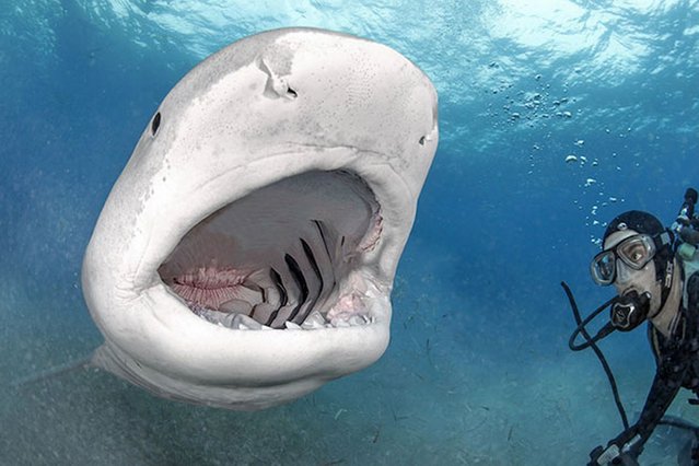 Tiger Shark opens his jaws. (Photo by Vincent Canabal/Barcroft Media)