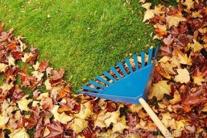 rake-leaves-horizontal