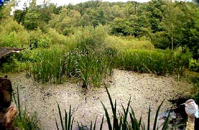 wetland