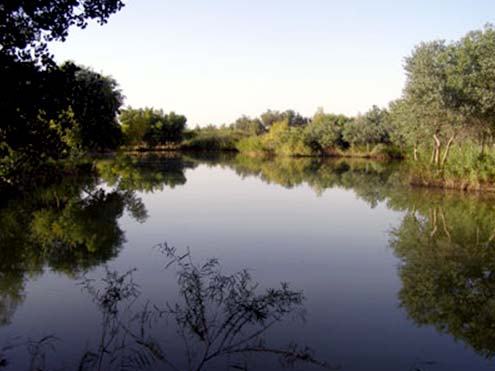 Красная книга туркменистана.