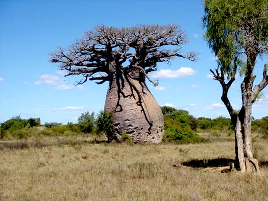 baobab-4.jpg