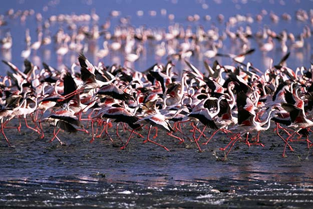 Накуру: заселенное фламинго озеро