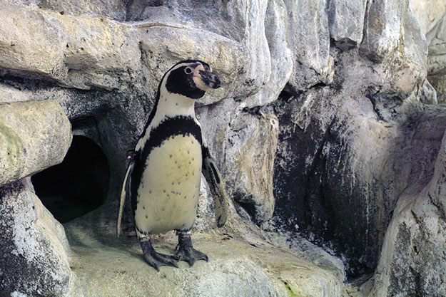 pinguino-de-humboldt-3-aquarium-barcelona