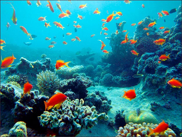 Алонсо Хуан Карлос: Обитатели океанов